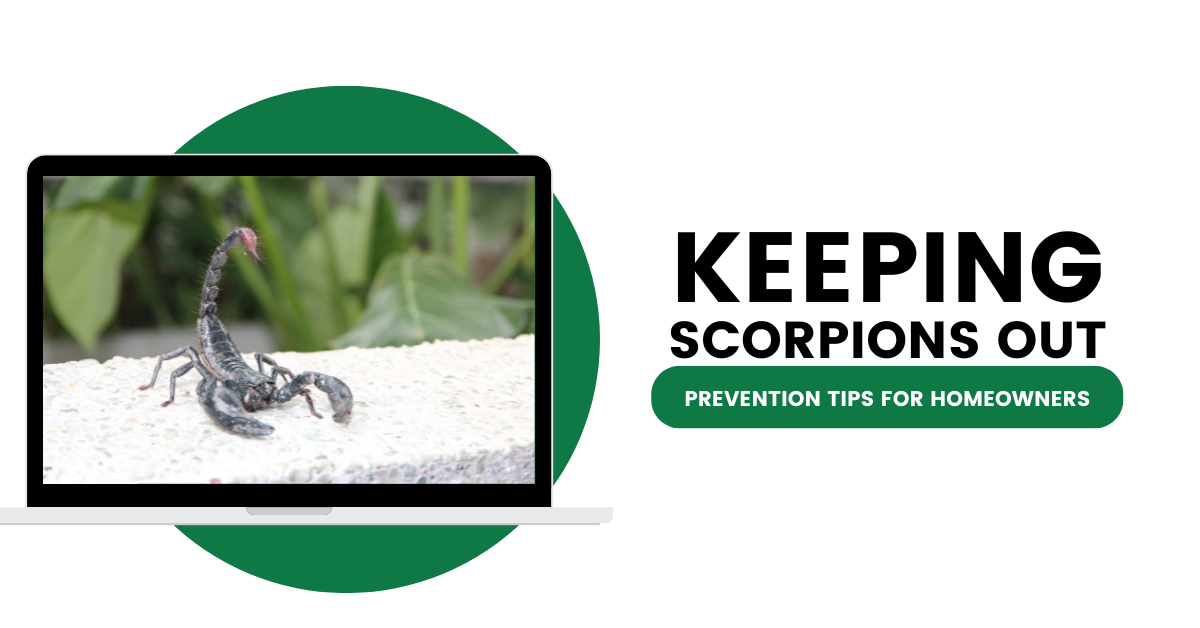 Keeping Scorpions Out: Prevention Tips for Homeowners